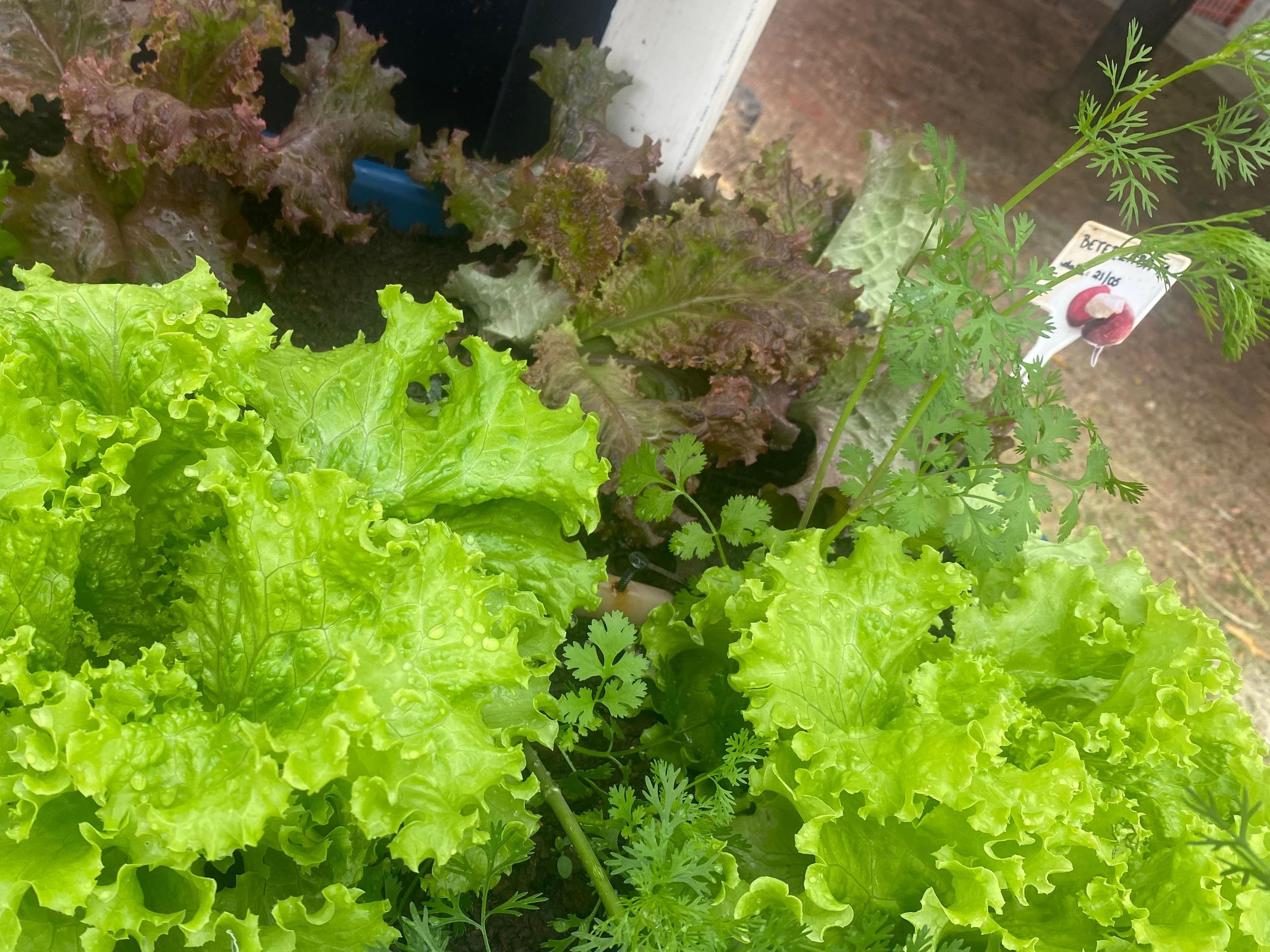 Horta Comunitária Escolar do São Miguel leva alunos a vivenciar uma experiência transformadora com os alimentos 